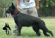 Arco Iris Canine Extreme