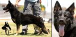 Danke Canine Extreme
