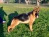 Everin del Rione Antico
