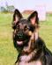Kochens Cassie