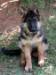 Kosmo von Eintze