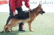 Komsa's Ricco