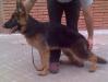 Queen de los Baguales