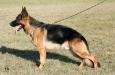 V,CH.CZ,4*BOB,5CACIB Nickos Clark