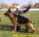 Vandor Einsamer Wolf