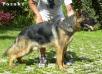 Porshe Einsamer Wolf