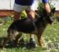 Einsamer Wolf Kora