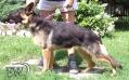 Maya Einsamer Wolf