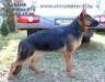 Brutus Einsamer Wolf
