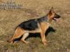 Fedra Einsamer Wolf