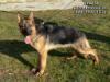 Fruzsi Einsamer Wolf
