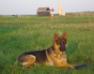 Larry Einsamer Wolf