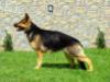 Bulut von Wildpaws