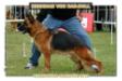 V42   BSZS 2009 Beckham von Bad-Boll