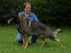Brisco von der Glacis