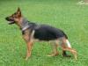 Pearl Einsamer Wolf