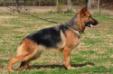 Pola Einsamer Wolf