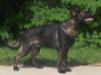 Apophis Vom Sachsenwolf