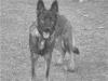 Arro Bergman Vom Sachsenwolf