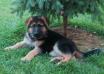 Sheba von ALP
