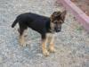 Simba von ALP