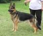 Denali vom Wayward