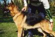 Bruno Einsamer Wolf