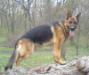 Bachus Einsamer Wolf