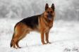 Jack Einsamer Wolf