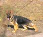Xara Einsamer Wolf