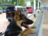 Aron vom Haus Byron