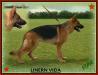 Linern Vida of Amberzita