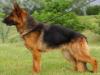 Rotkappchen zur Worringer Rheinaue in Deguchi.fci kennel