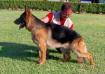 Ricco de Chenil el Togo
