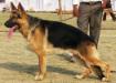 Werewolf von Nummer Ein