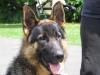 Kanza Black Wolf