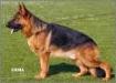 Bordon crveni mayestoso