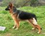 inca von petworld