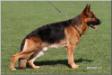Duke von der Berghofer-Heide