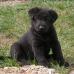  Black pup