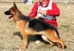 Kriss del Rione Antico