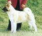 AKC/UK CH Goshen's Bigger Is Better At Redwitch