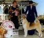 AKC CH Akiko's Amazing Grace