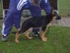 Celly vom Steckenpferd