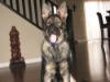 Stormymagic's Cesar