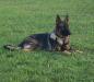Ajax Von Blauhutte