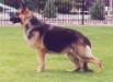  Mayos Cheyenne