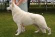 AWSA/WSCC CH. UKC GR Royal Sir Isaac's IQ