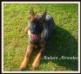 Madam Mercedez Arbeitshund Dynastie