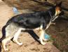 Hunters Majestic Shilo